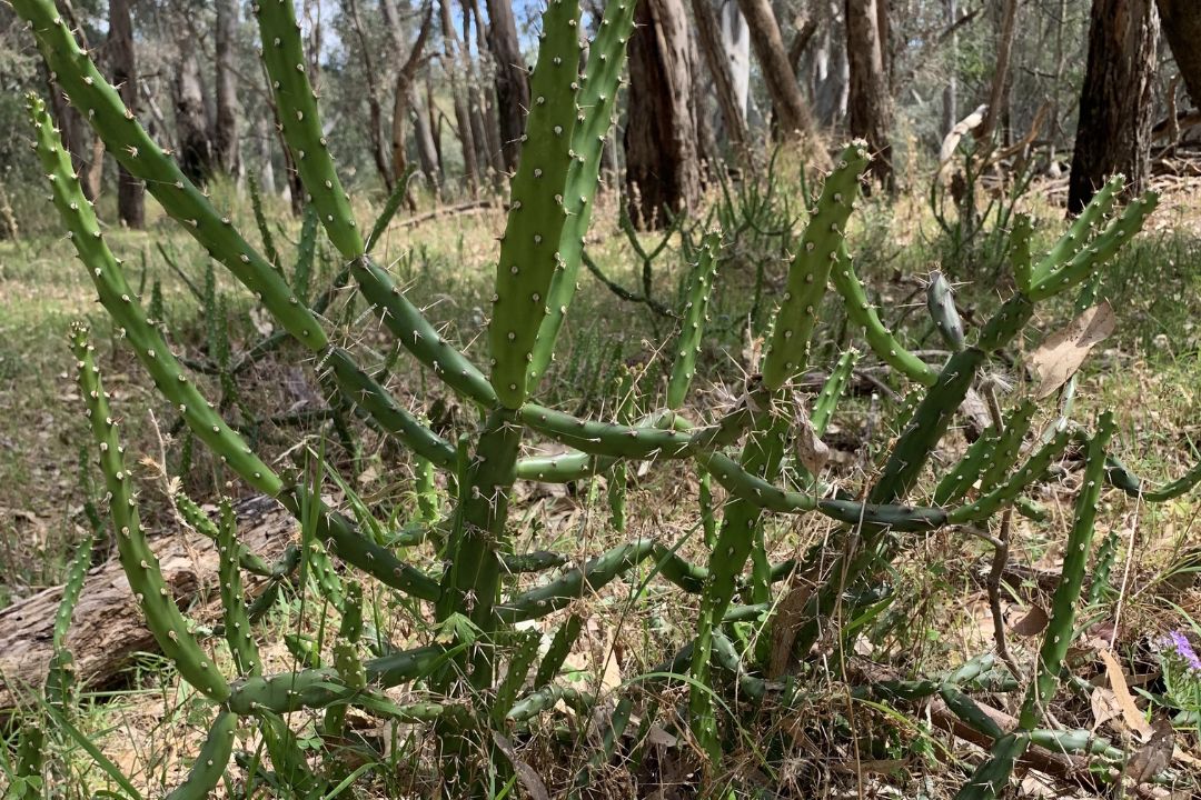 Tiger pear cactus