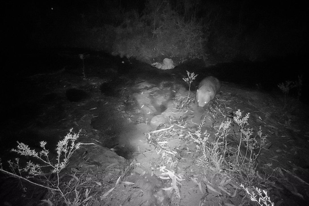 night wombat