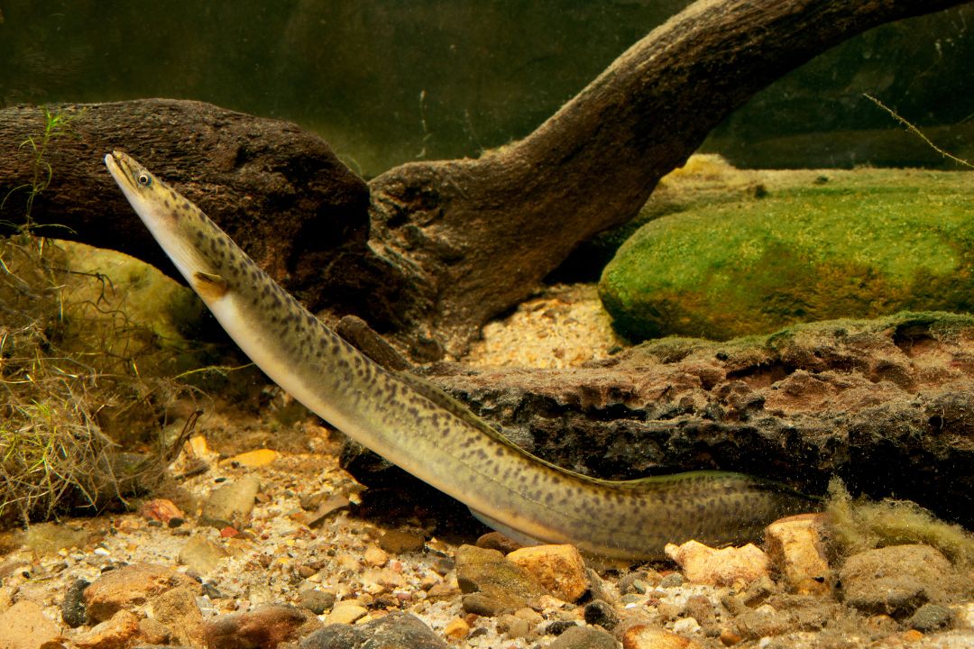 long finned eel