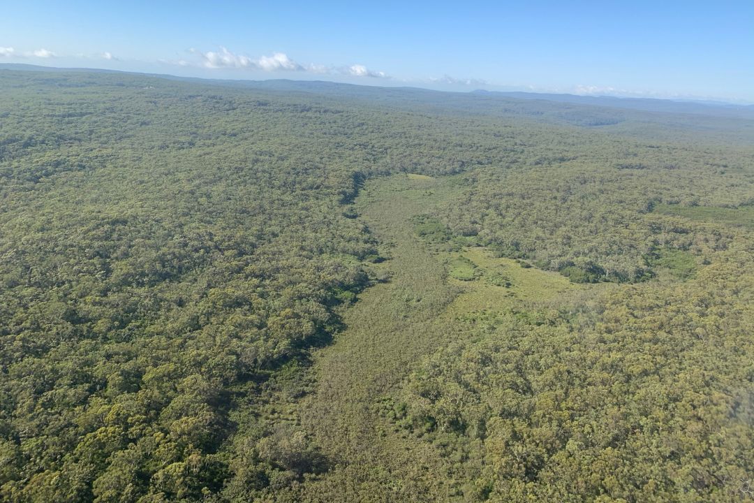 Aerial photo of upland swamps